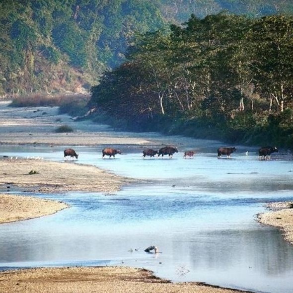 Gorumara National Park