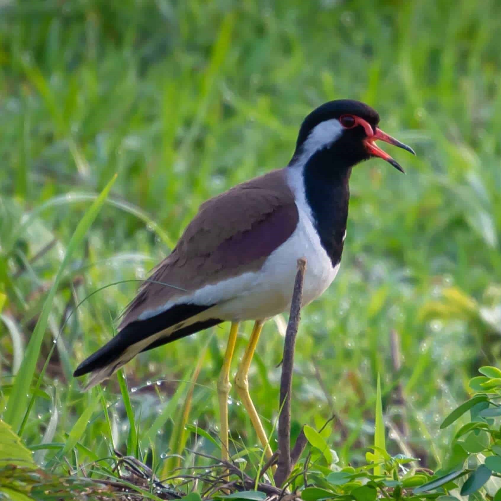 Gorumara Lapwing