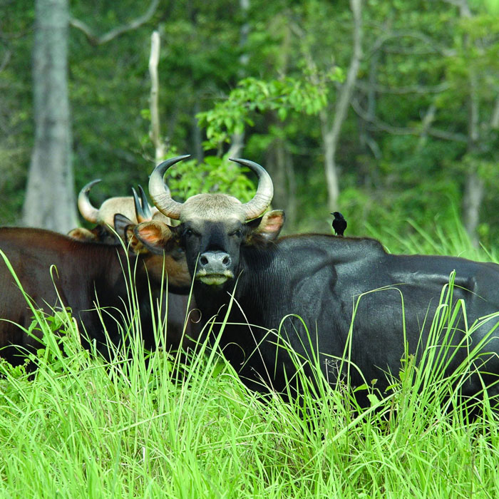 Indian Gaur