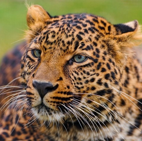 Leopard