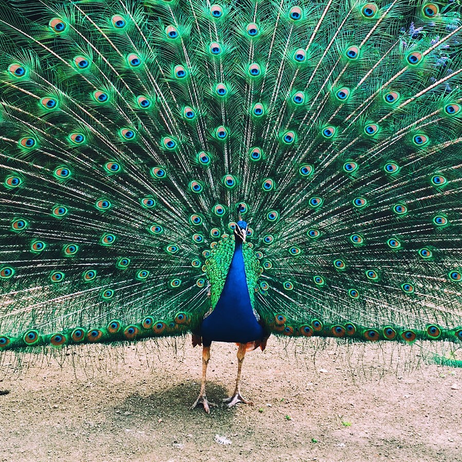 Peacock