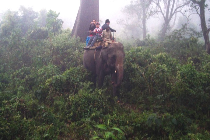 Hollong Elephant Safari