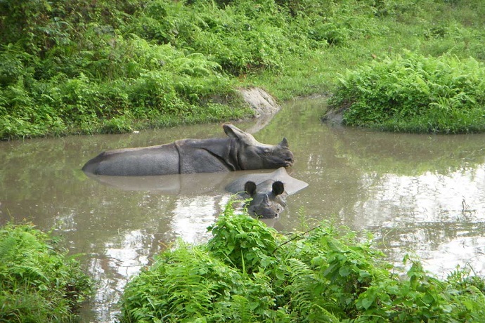 Rhino Watch Water