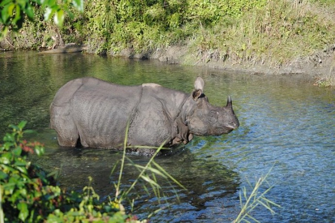 Rhino Watch Water