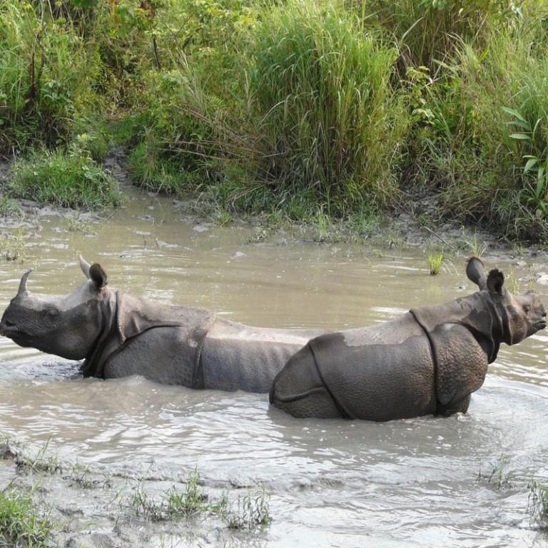 Rhino Watch Water