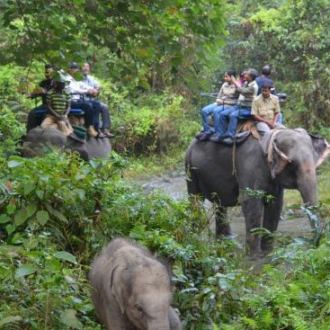 Hollong Elephant Safari