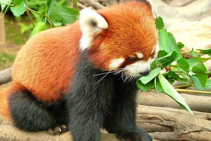 Padmaja Naidu Himalayan Zoological Park