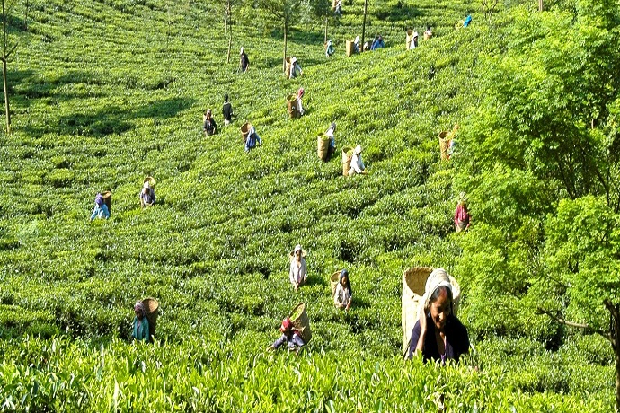 Glenburn Tea Estate