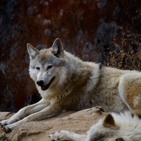 Himalayan Wolf