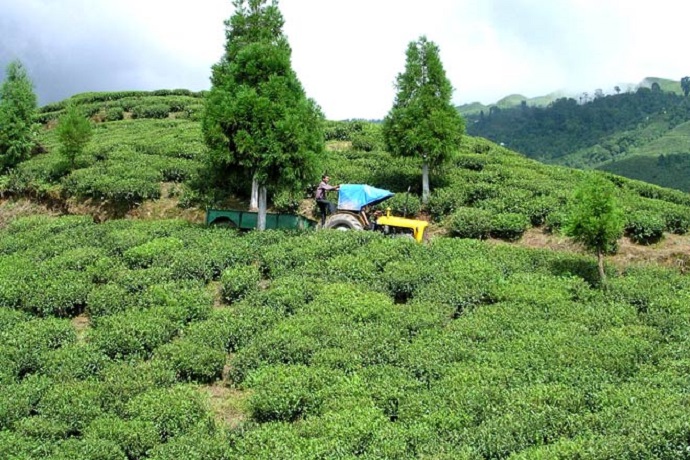 Tea Garden