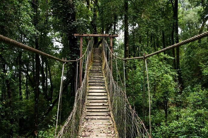 Canopy Walk lo