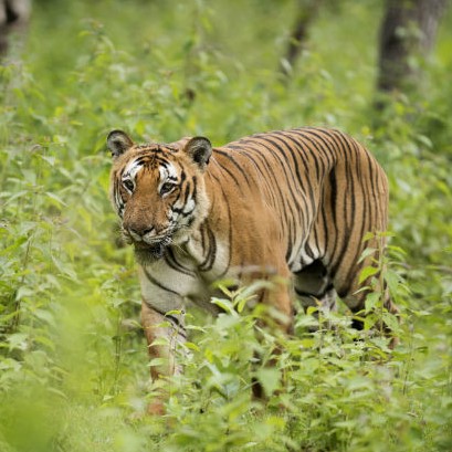 Neora Valley National Park Tiger