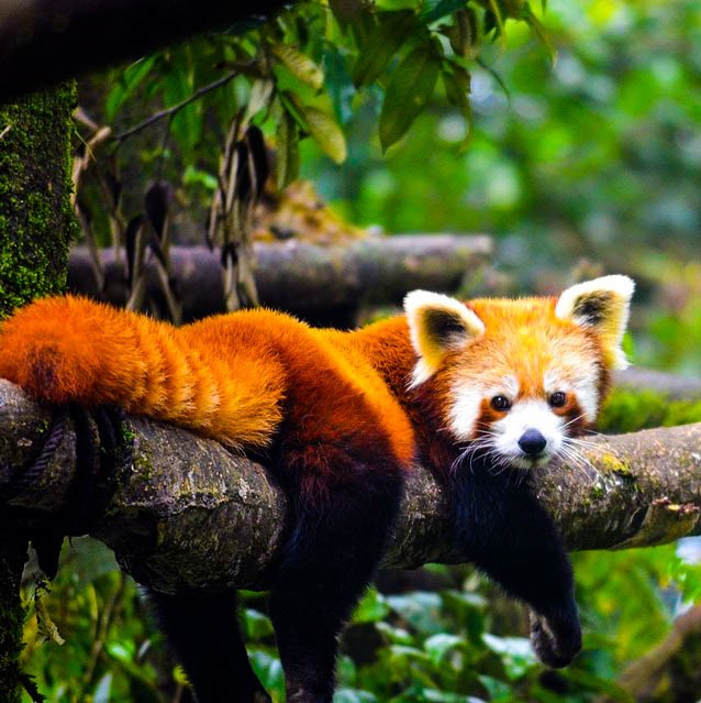 Neora Valley National Park Red Panda