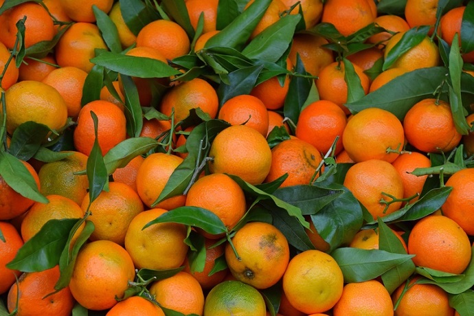 Orange Orchards