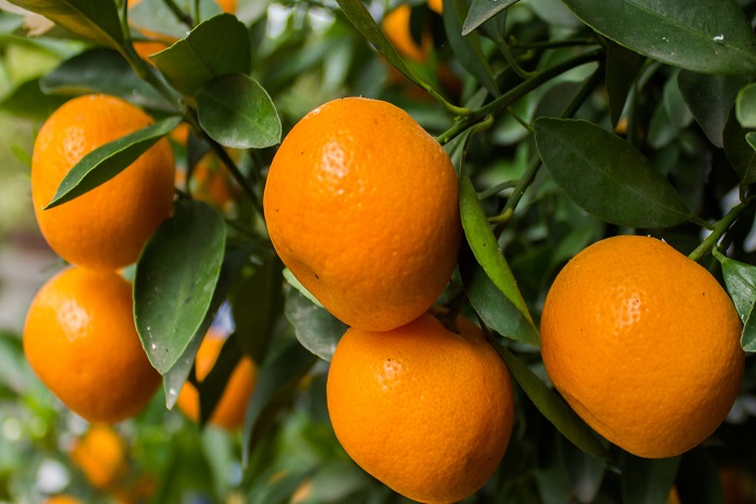 Orange Orchards