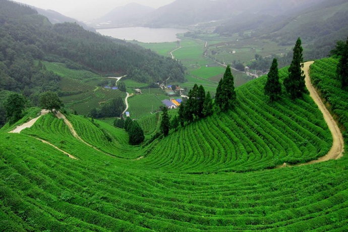 Mirik Tea Gardens