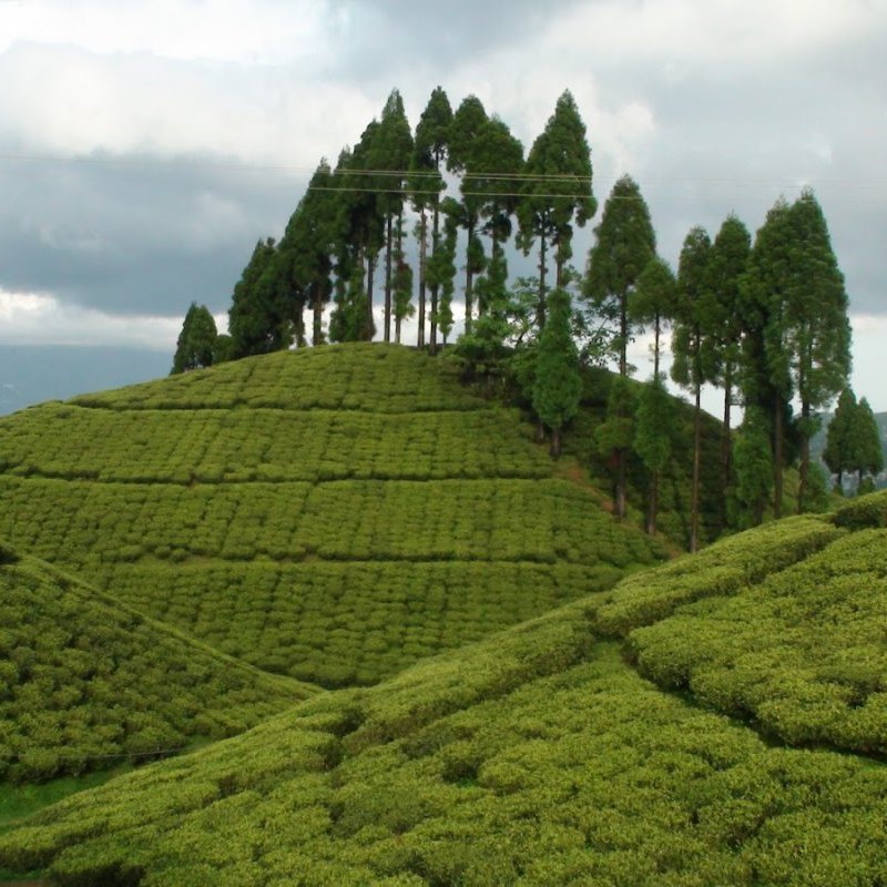 Tea Garden