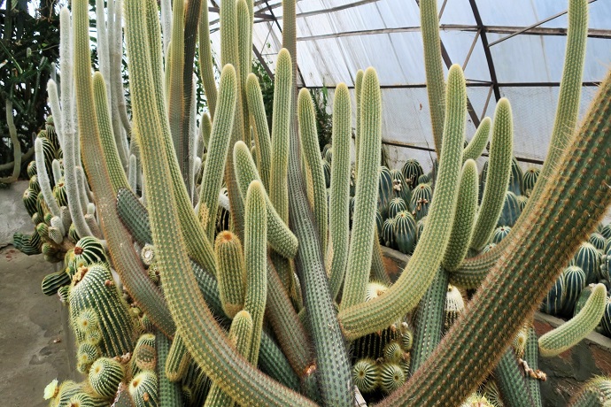 Cactus Nursery