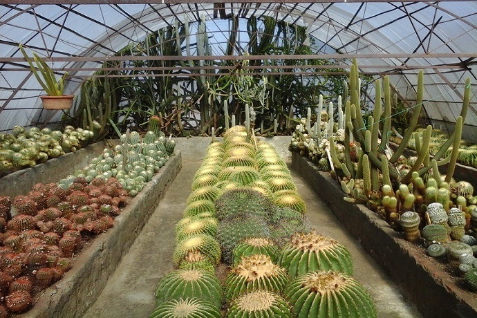 Cactus Nursery