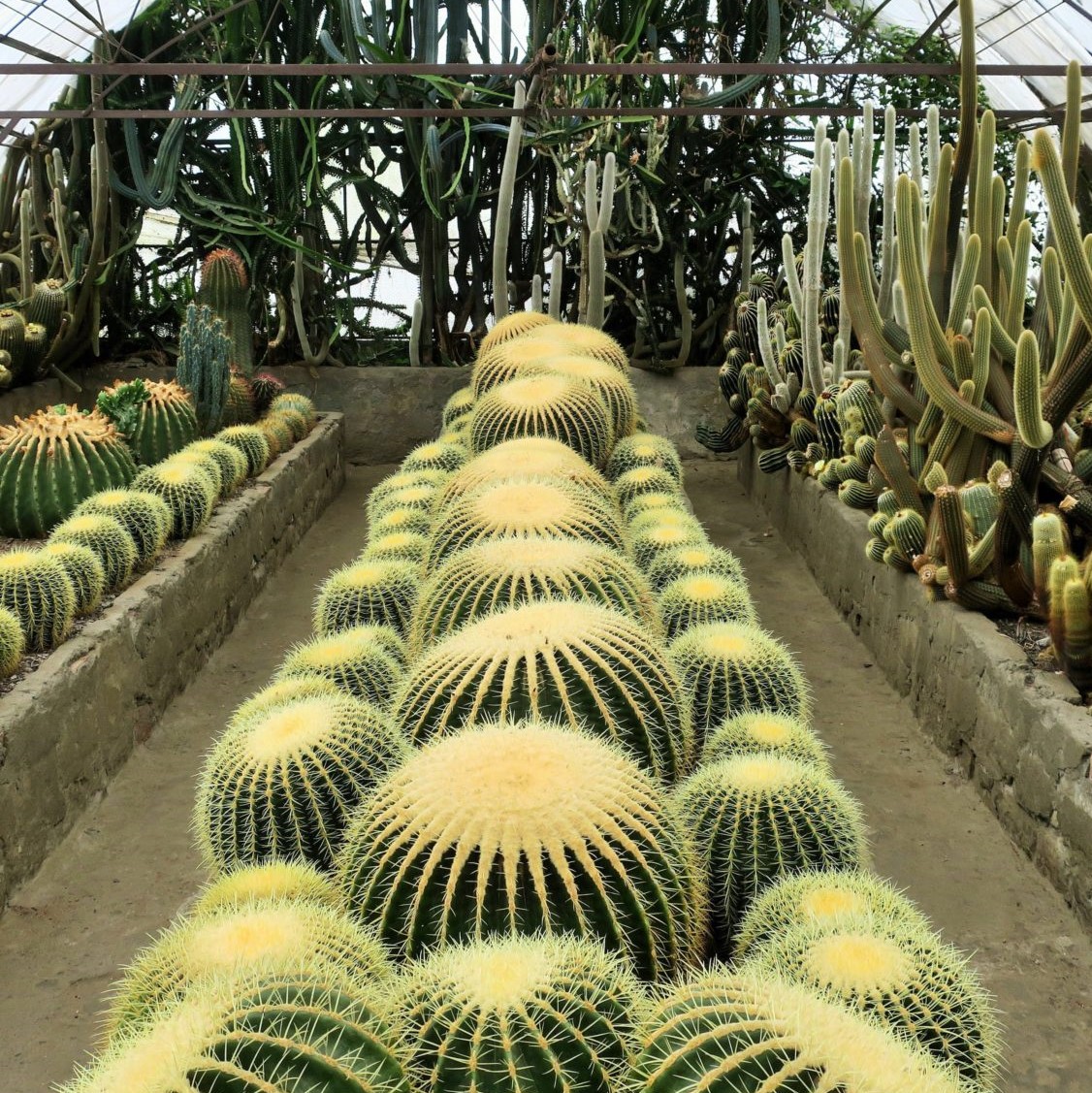 Cactus Nursery