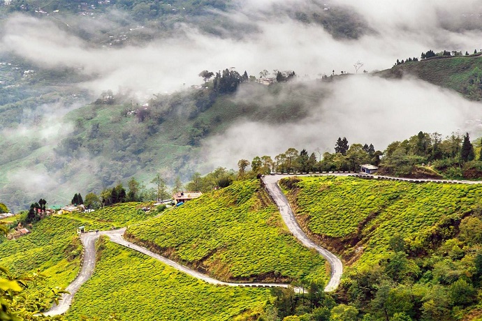 Peshok Tea Garden