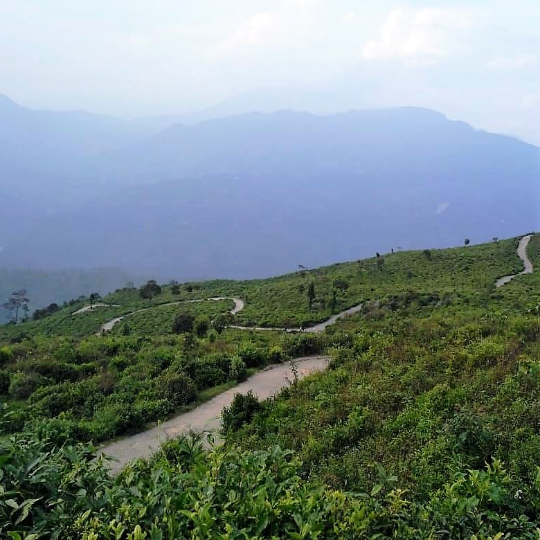 Peshok Tea Garden