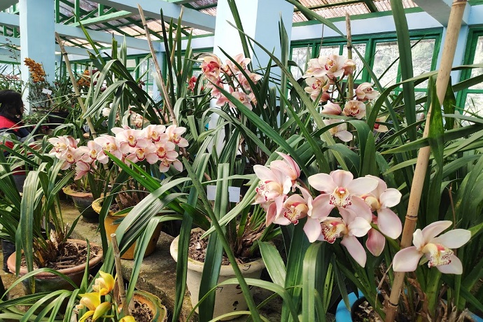 Takdah Orchid Centre