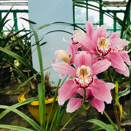 Takdah Orchid Centre