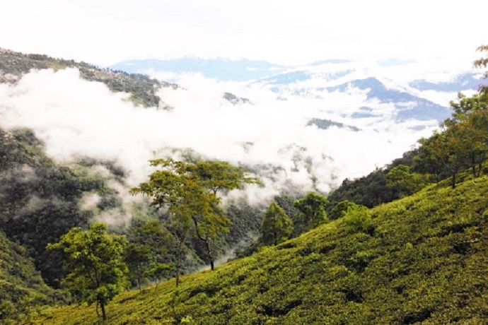 Rangaroon Tea Estate