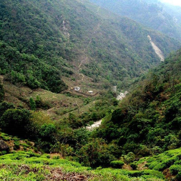 Rangaroon Tea Estate