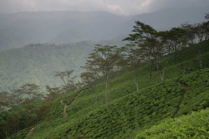 Chongtong Tea Estate