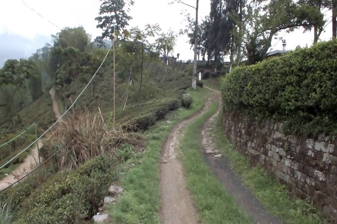 Chongtong Tea Estate