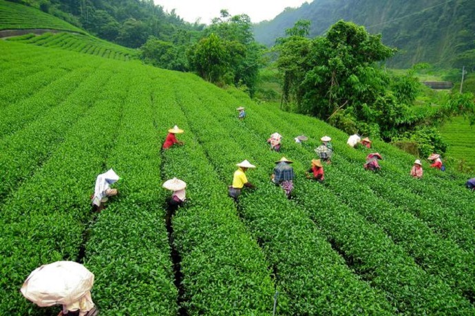 Happy Valley Tea Estate