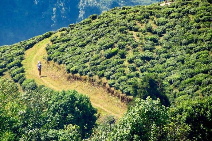 Happy Valley Tea Estate