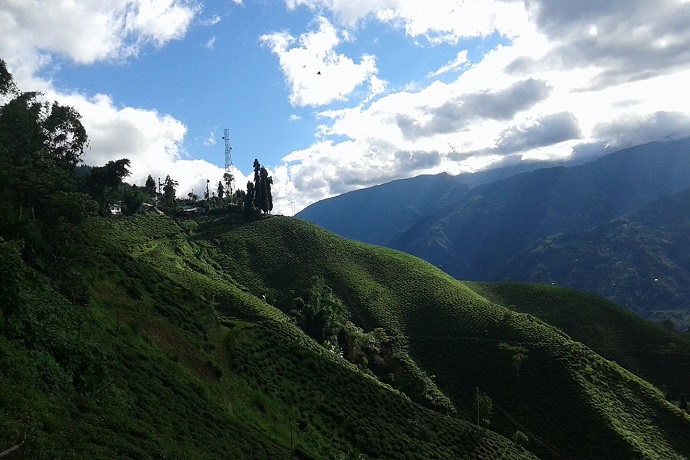 Marybong Tea Garden