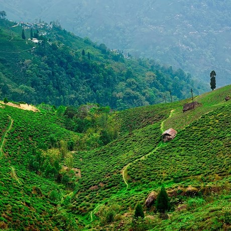 Happy Valley Tea Estate