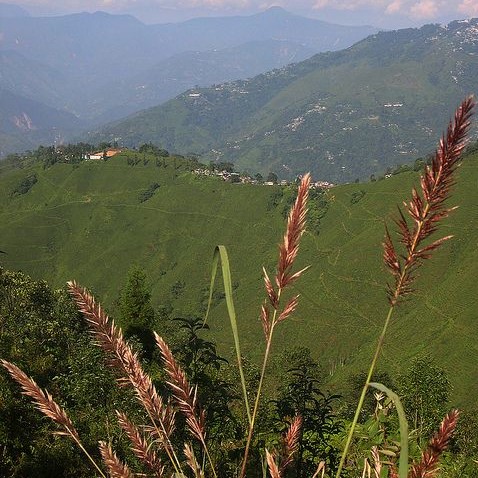 Marybong Tea Garden